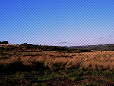 Ashdown Forest, Sussex - Nikon D5200 - Graded using Speedgrade