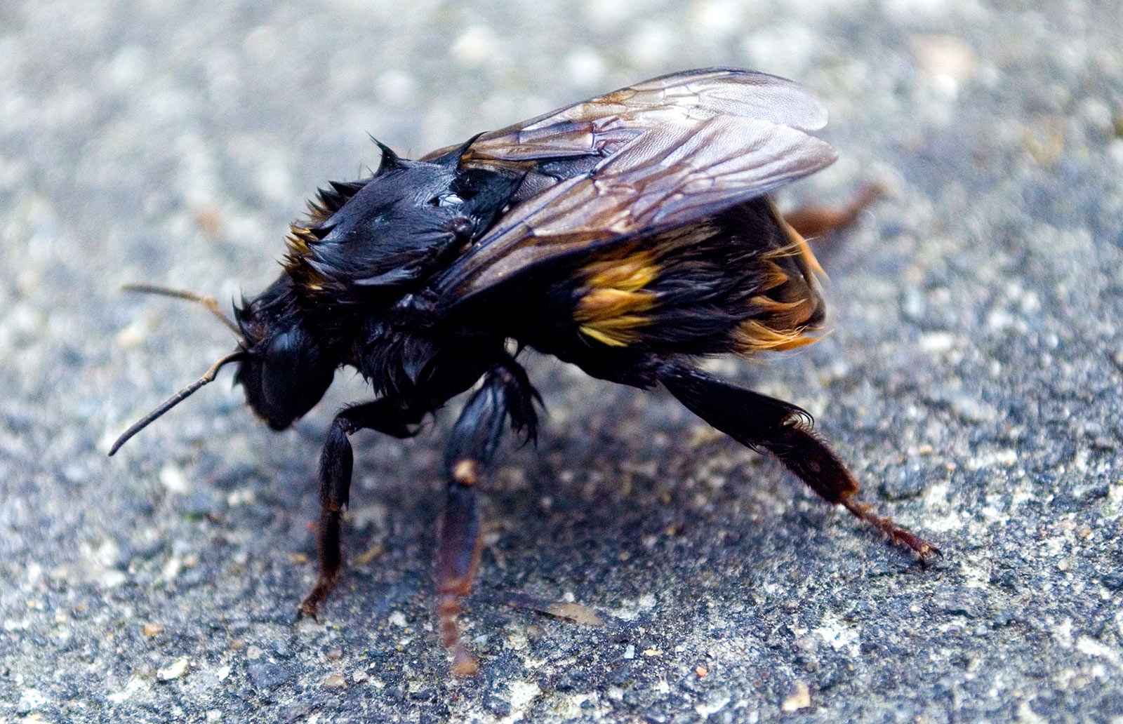 ICMSTUDIOS - A bumble bee fell into a bucket of water - so I saved it! managed to get some really close up photos of it recovering!