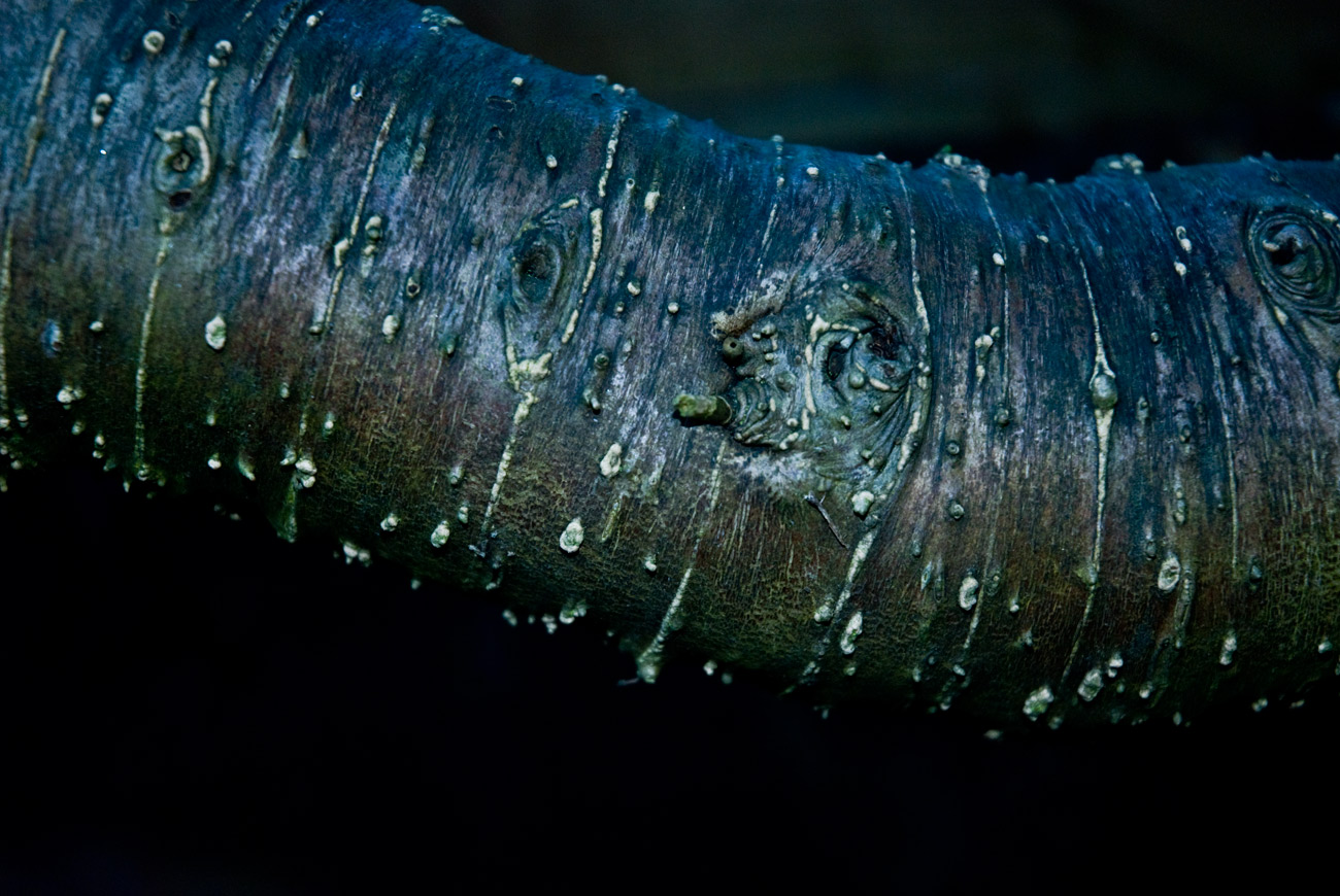 ICMSTUDIOS - This is a close up of part of my tree in my garden. It was taken in Nikon's RAW format and the only alteration was the hue.