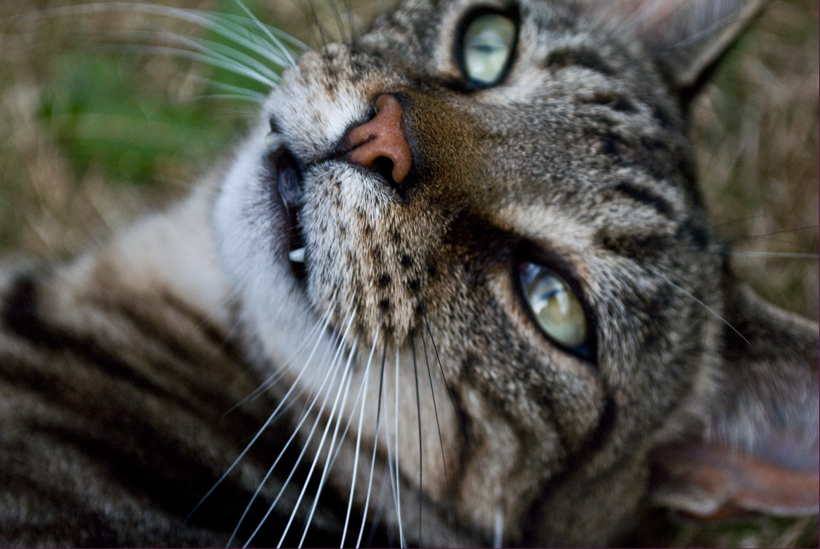 ICMSTUDIOS - This is yet another photo of my cat Dennis. Both of them are very photogenic! only slight adjustment on the clarity.