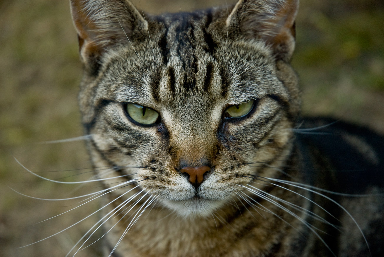 ICMSTUDIOS - This is a photo of my mischievous cat Dennis. No alterations have been done other than slight tweaking of the contrast and colour tone.