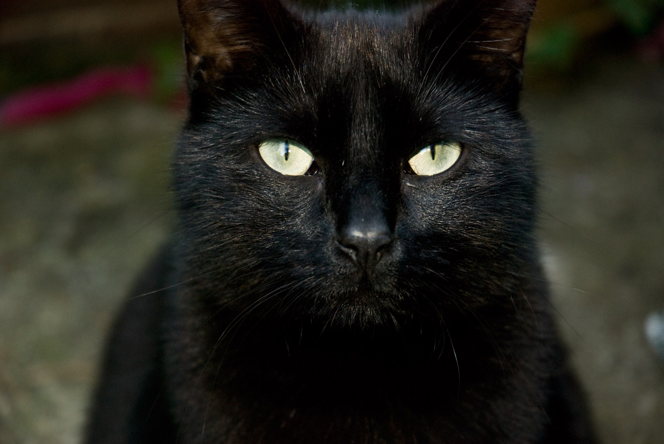 ICMSTUDIOS - This is my other cat - He pretends to be sweet and innocent, but all of that is just an act!Slight tweaking of the contrast and colour tone.