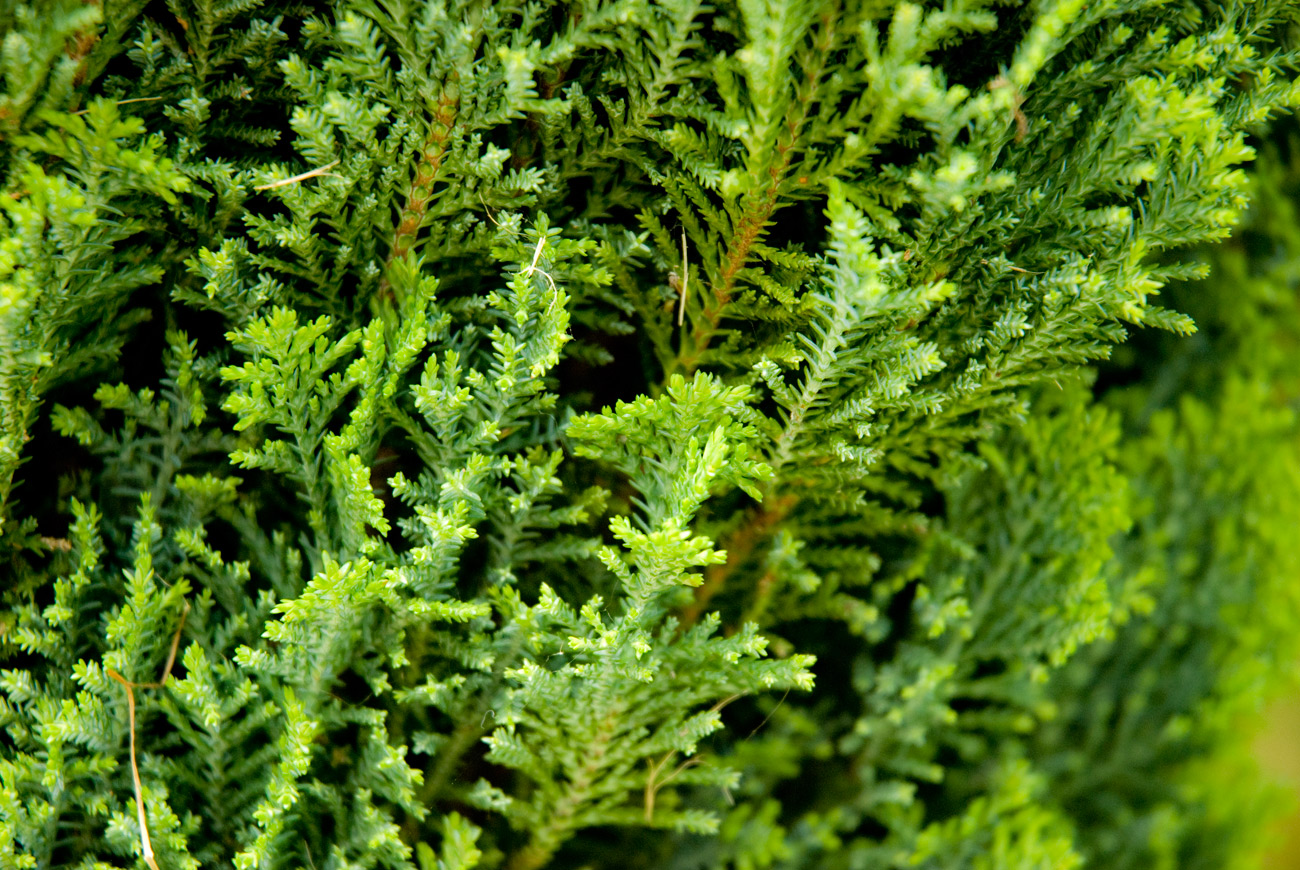 ICMSTUDIOS - This is a close up of the leaves / branches of a tree. Slight tweaking of the contrast and colour tone.