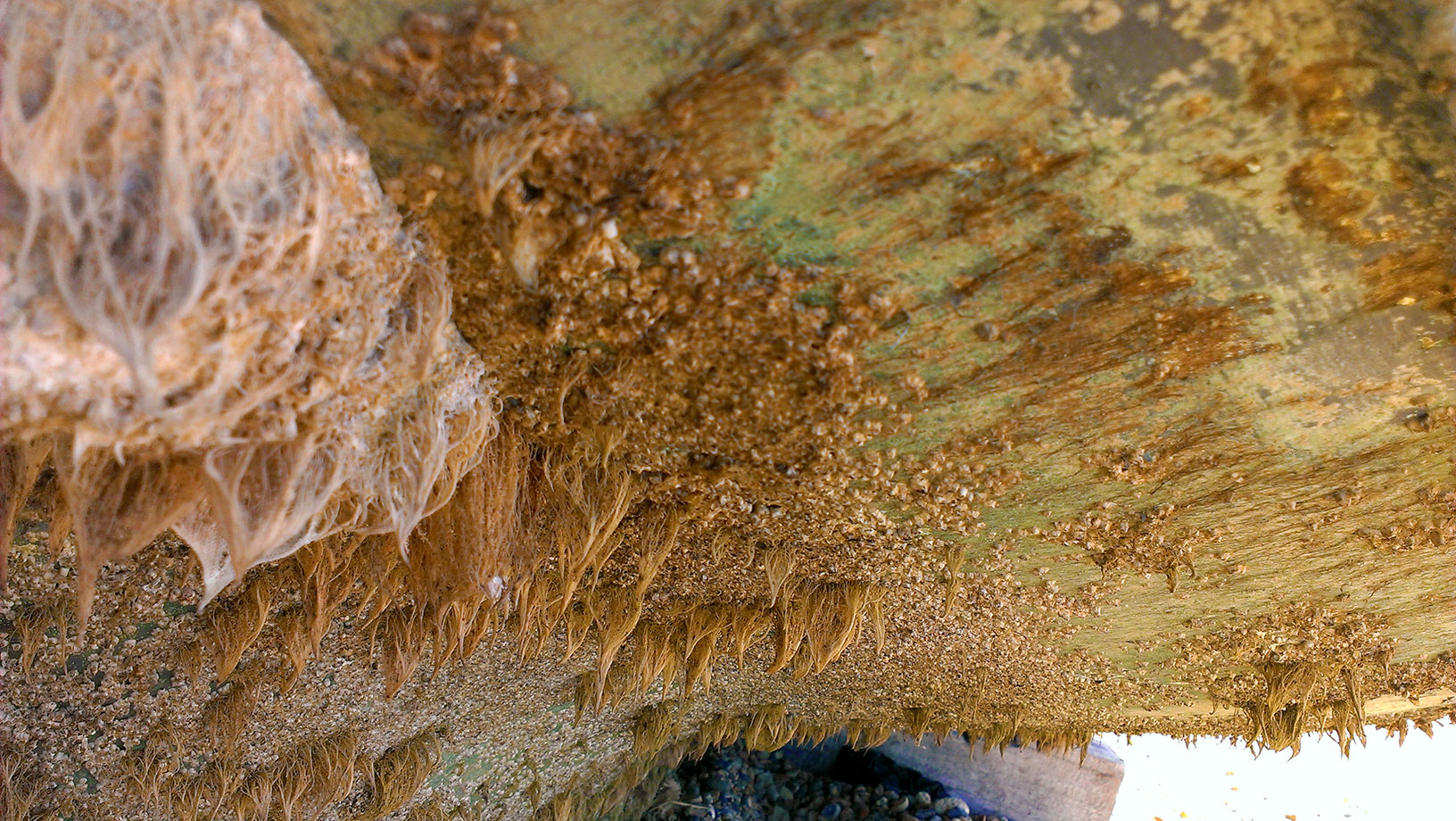 ICMSTUDIOS - The hull of a boat on the beach in Whitstable. Slightly covered in organic matter!!!