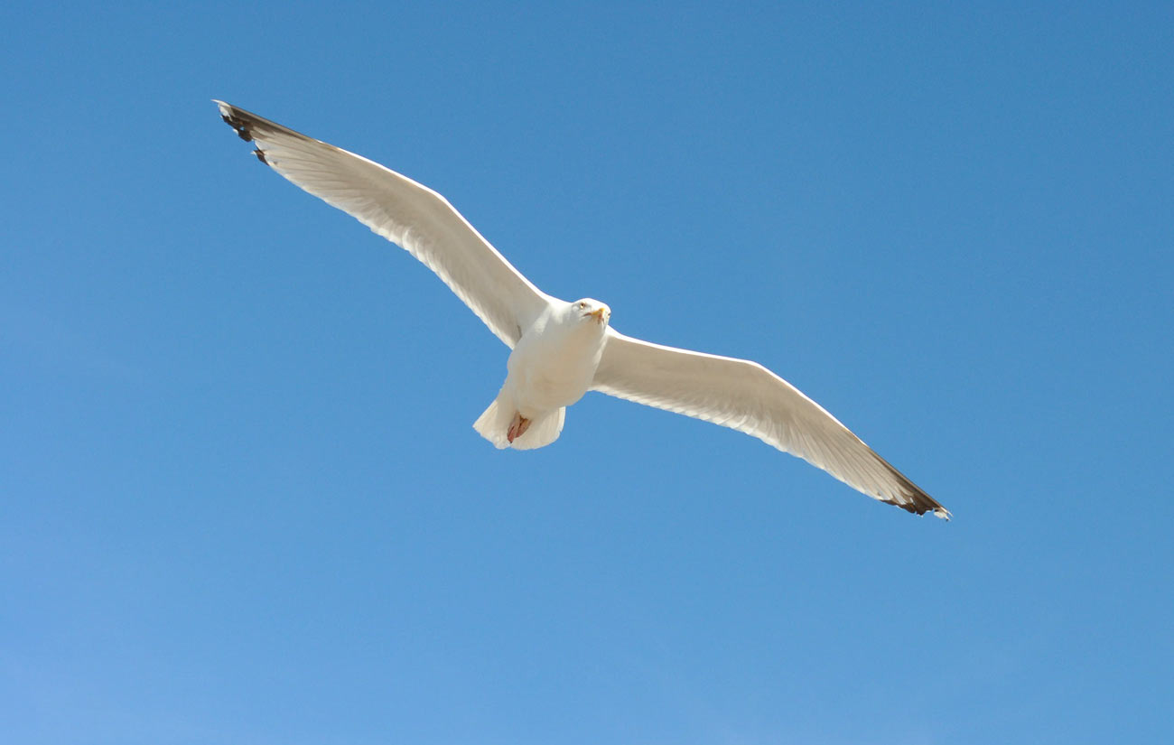 ICMSTUDIOS - A seagull mid flight.