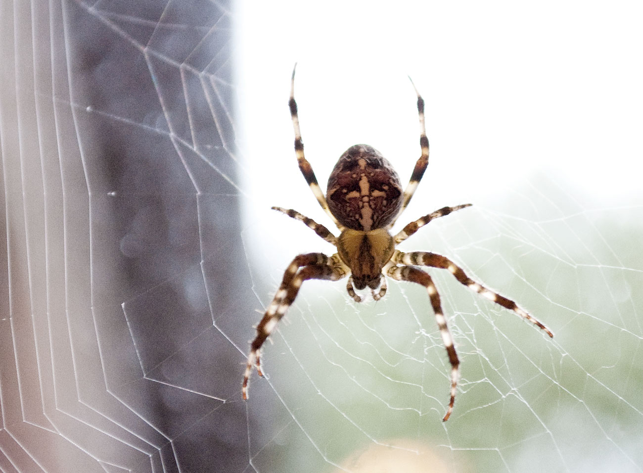 ICMSTUDIOS - A close up of a spider! not much else to say, no edits done to the photo, just added a sharpen filter in Photoshop.