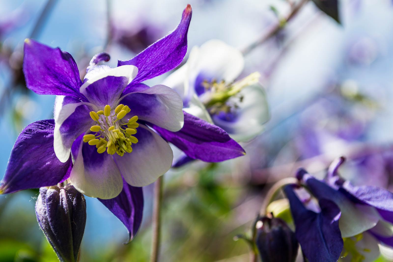 ICMSTUDIOS - Lovely Blue flower - a little bit of depth of field.