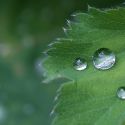 Rain Droplets