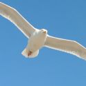 Seagull