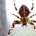 Spider - Close Up!
