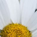 White Flowers 