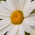 Lovely White Flowers!