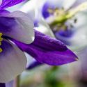 Purple and White Flower